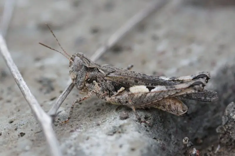 Grasshoppers in Utah