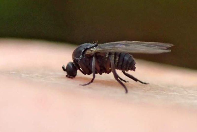 Biting Flies in Maine