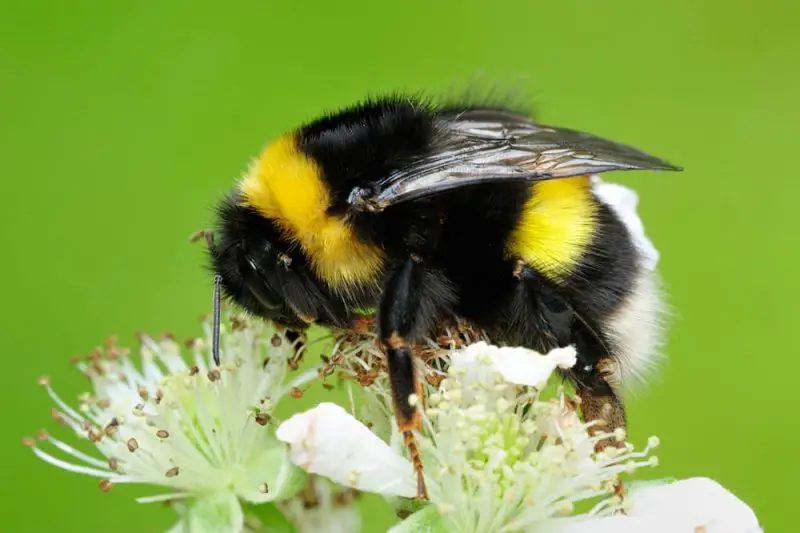 Dangerous Stinging Insects in Arizona
