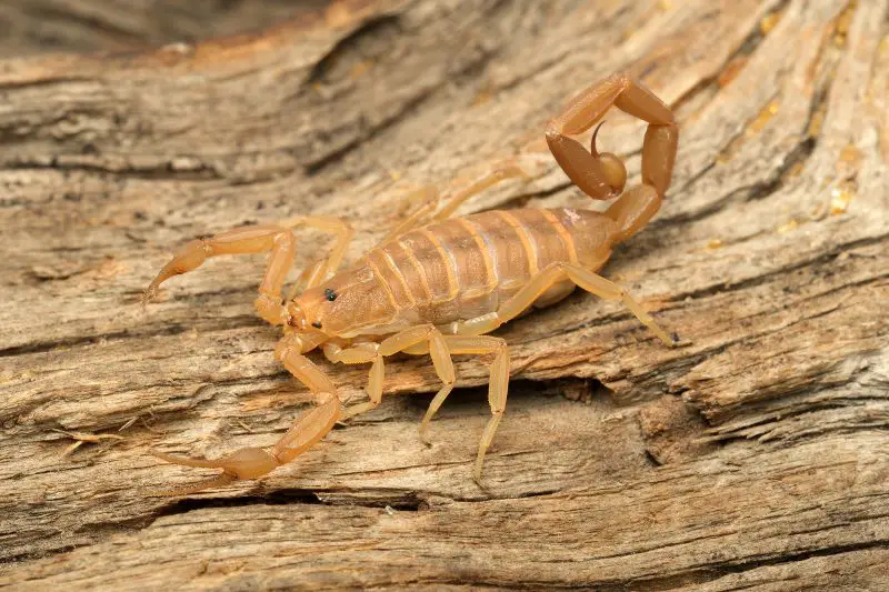 Dangerous Bugs in California
