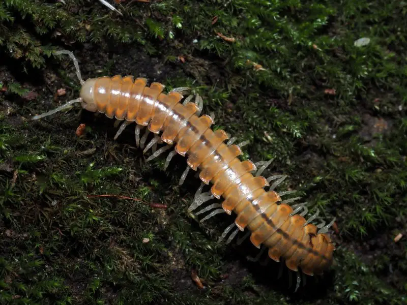 Millipedes in California