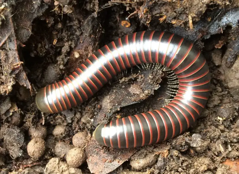 Millipedes in California