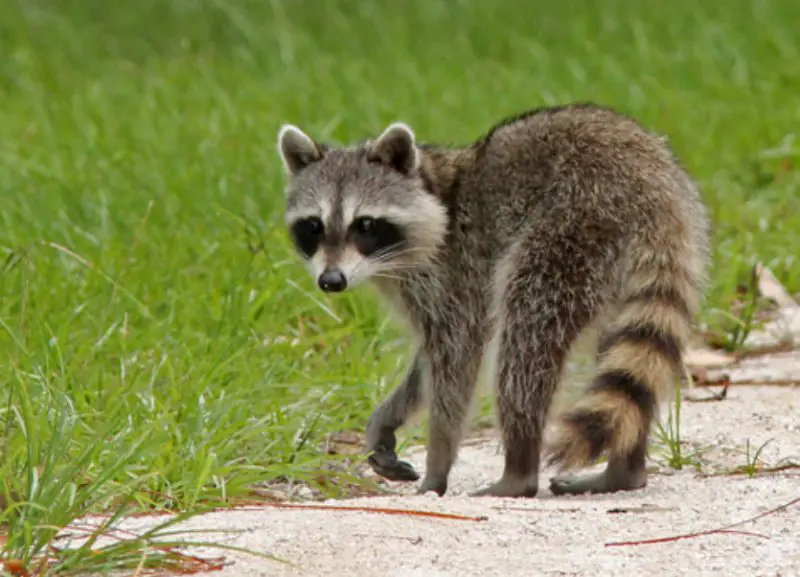 Raccoons in Nevada