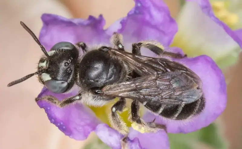 Types of Bees in Florida