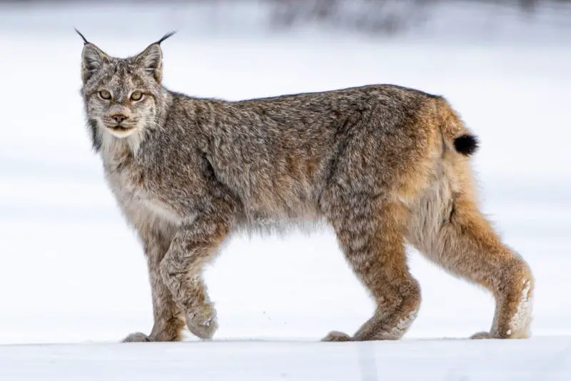 Wild Cats in Utah