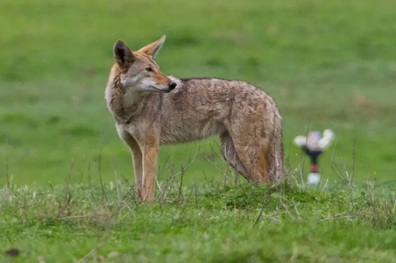 Coyotes in California