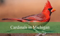 3 Types of Cardinals in Michigan (With Pictures and Identification)