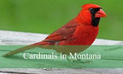5 Types of Cardinals in Montana (With Pictures and Identification)