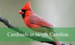 5 Types of Cardinals in North Carolina (Pictures and Identification)