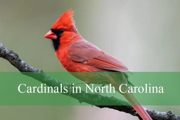 Cardinals in North Carolina