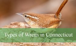 5 Types of Wrens in Connecticut (With Pictures and Identification)