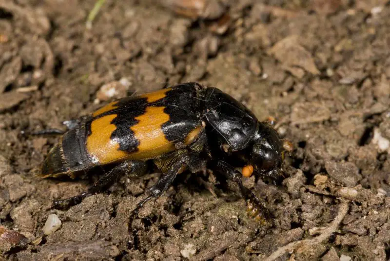 Beetles in Michigan