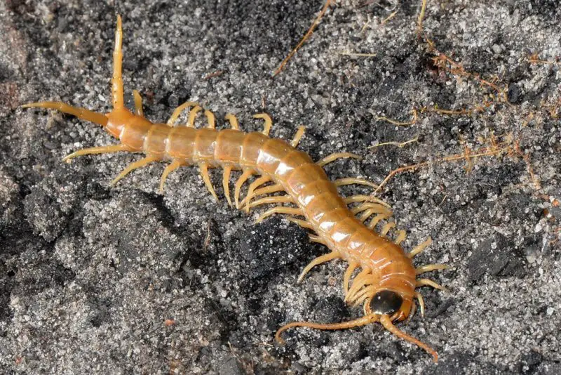 Dangerous Bugs in Idaho