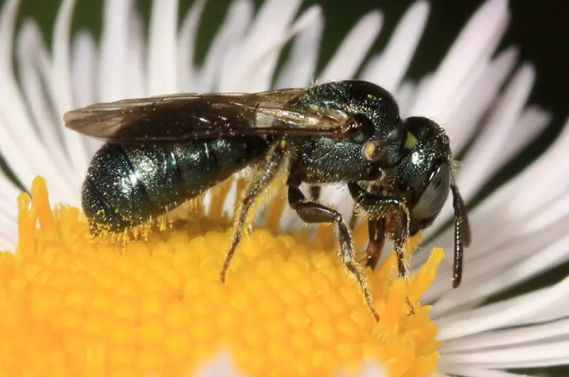 Types of Bees in Florida