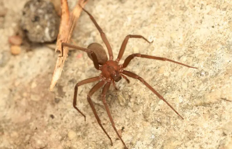 Poisonous Spiders in California