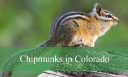 7 Types of Chipmunks in Colorado (Pictures and Identification)