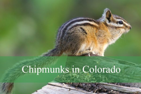 Chipmunks in Colorado