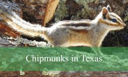 3 Types of Chipmunks in Texas (With Pictures and Identification)