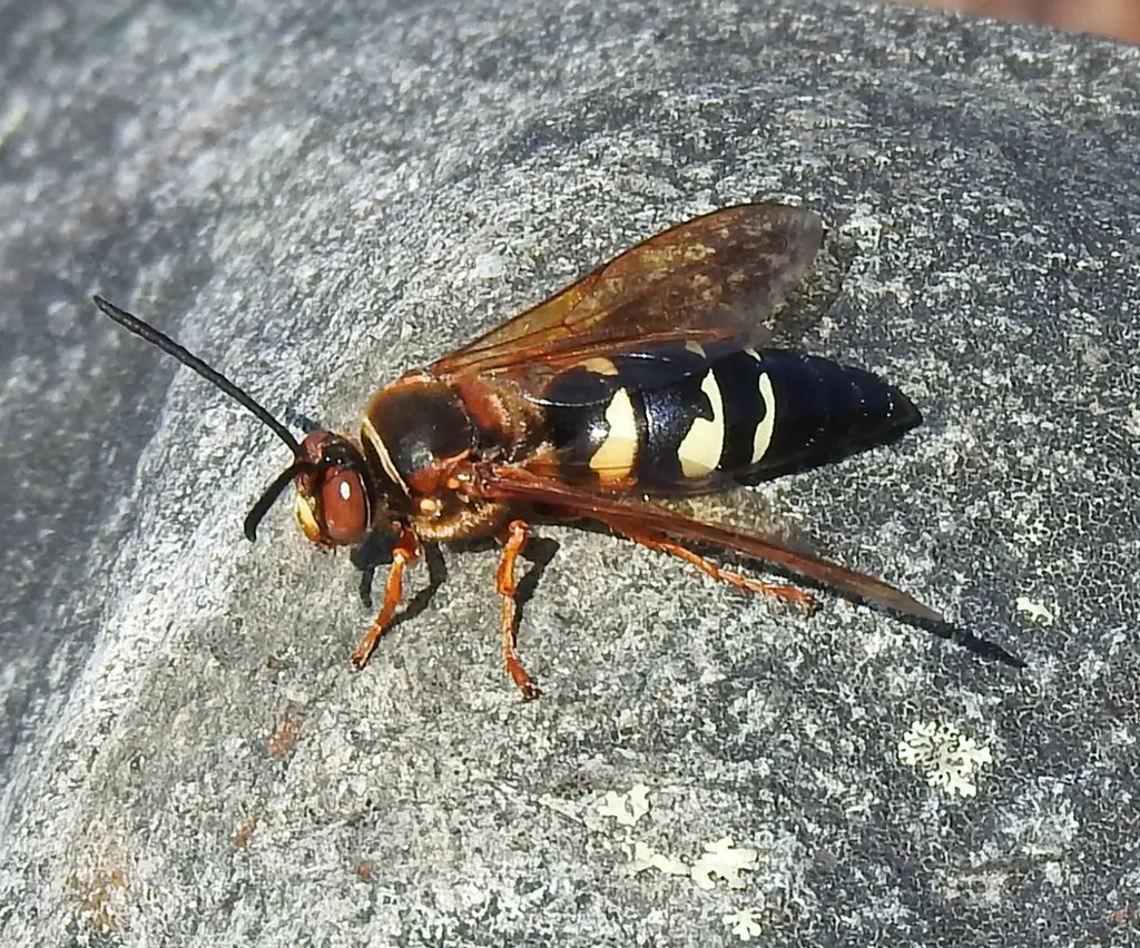 Dangerous Bugs in Illinois