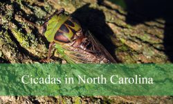 16 Cicadas in North Carolina (With Pictures and Identification)