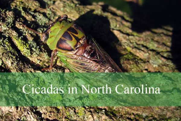 Cicadas in North Carolina
