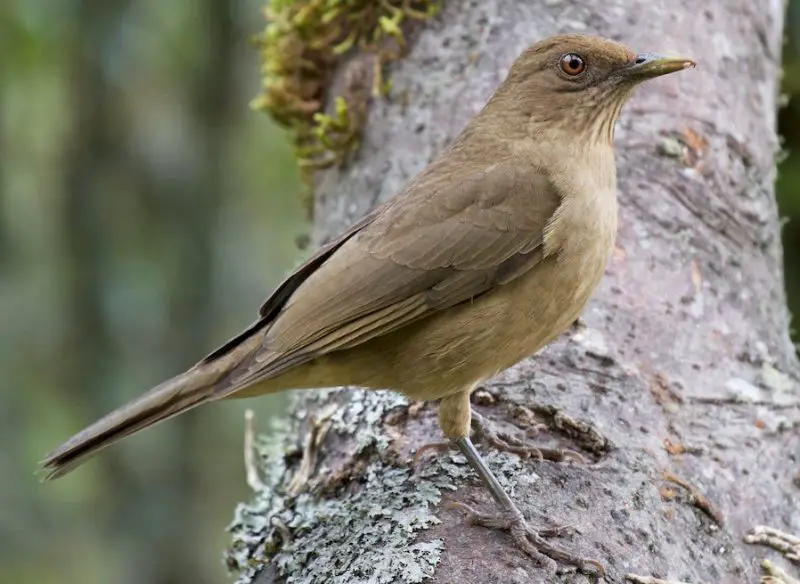 Robins in Florida