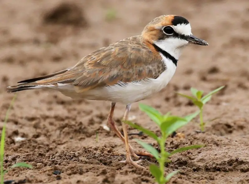 Plovers in Florida