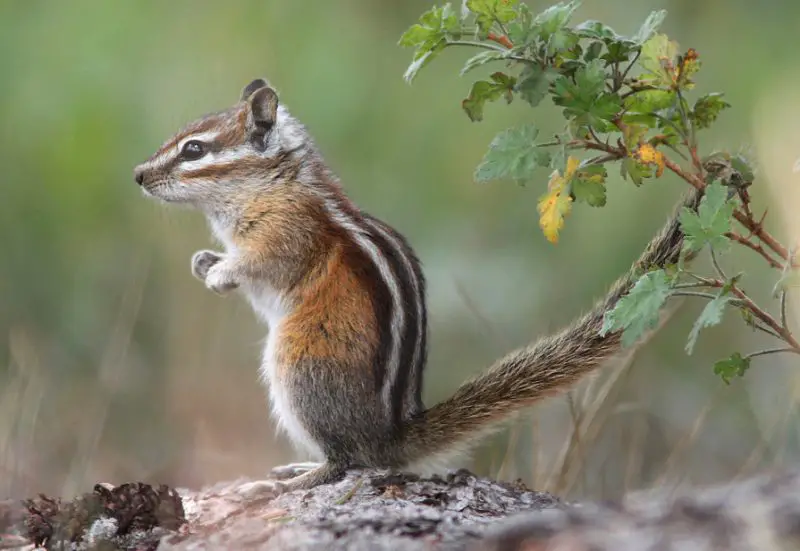 Chipmunks in Colorado