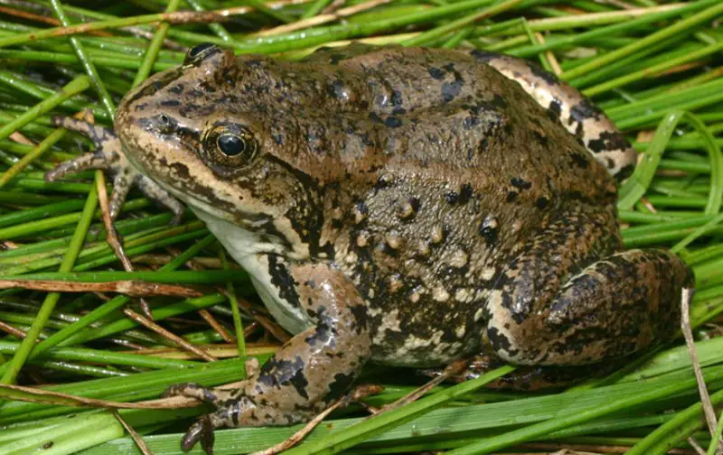 Frogs in Montana
