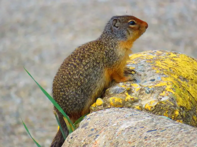 Squirrels in Idaho