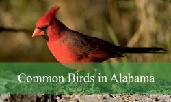 40 Common Birds in Alabama (With Pictures and Identification)