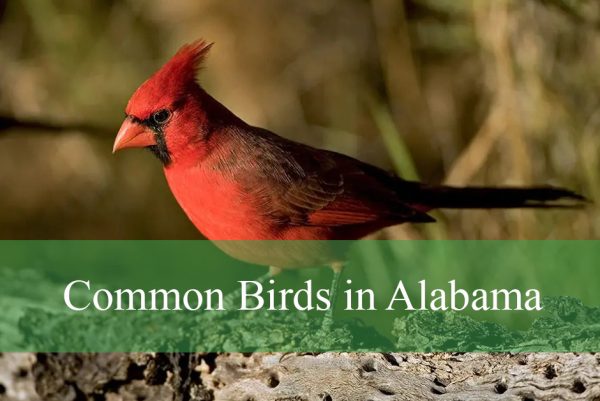 Common Birds in Alabama