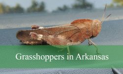 15 Common Grasshoppers in Arkansas (Pictures and ID Guide)