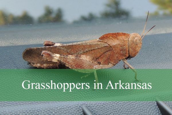 Common Grasshoppers in Arkansas