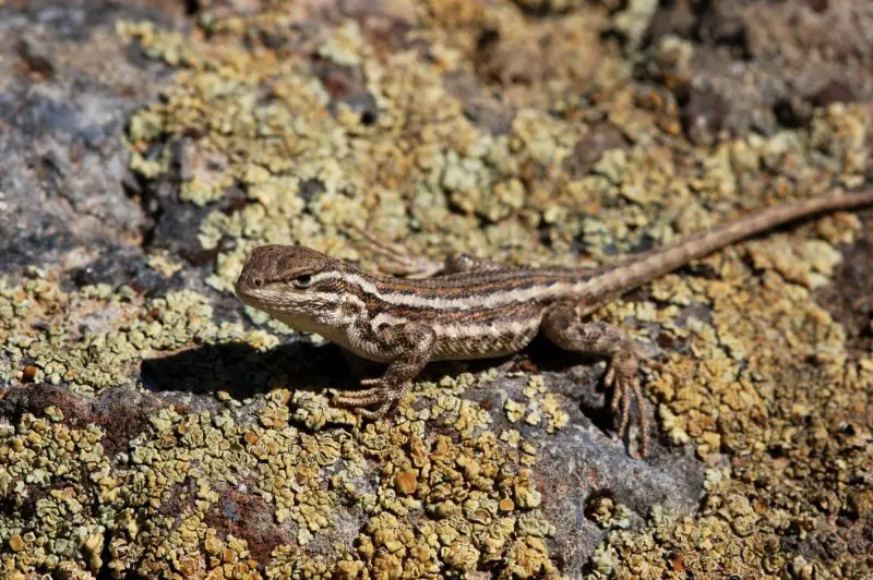 Lizards in Nevada