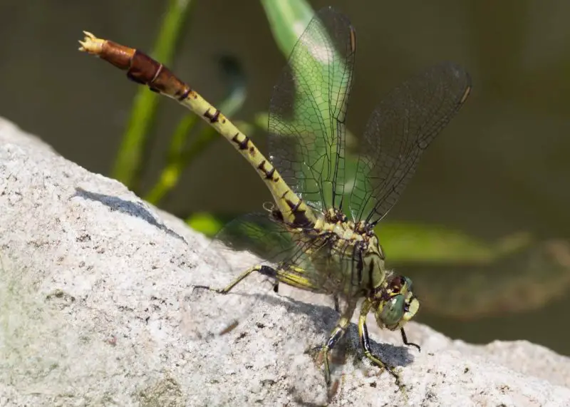 Dragonflies in California
