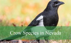 8 Types of Crows in Nevada (Including Ravens, Jays, and Magpies)