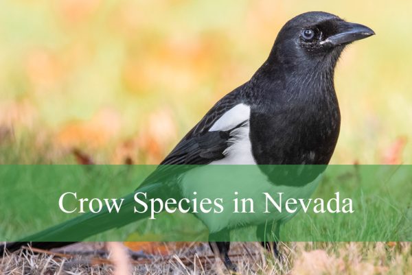Crows in Nevada