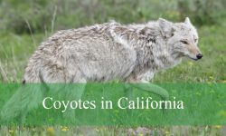 4 Types of Coyotes in California (With Pictures and Identification)