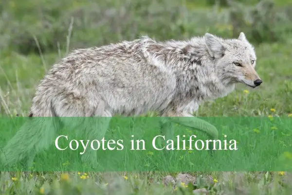 Coyotes in California
