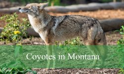 6 Types of Coyotes in Montana (With Pictures and Identification)