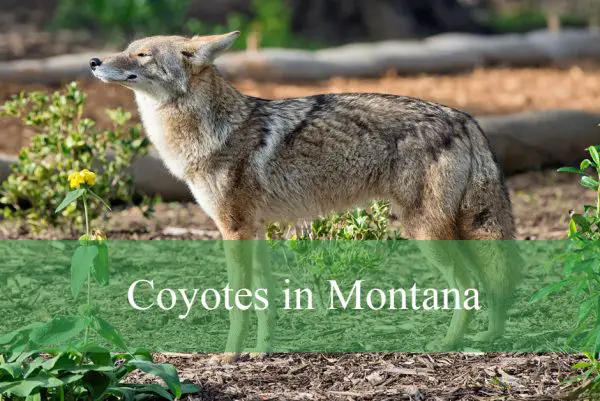 Coyotes in Montana