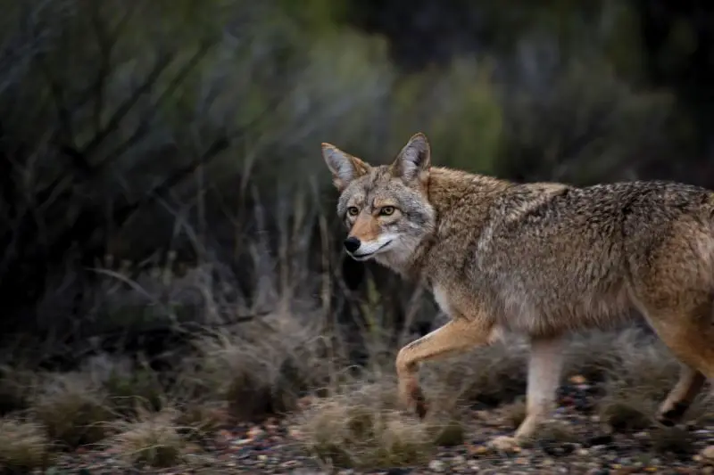 Coyotes in New Mexico