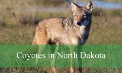 5 Types of Coyotes in North Dakota (Pictures and Identification)