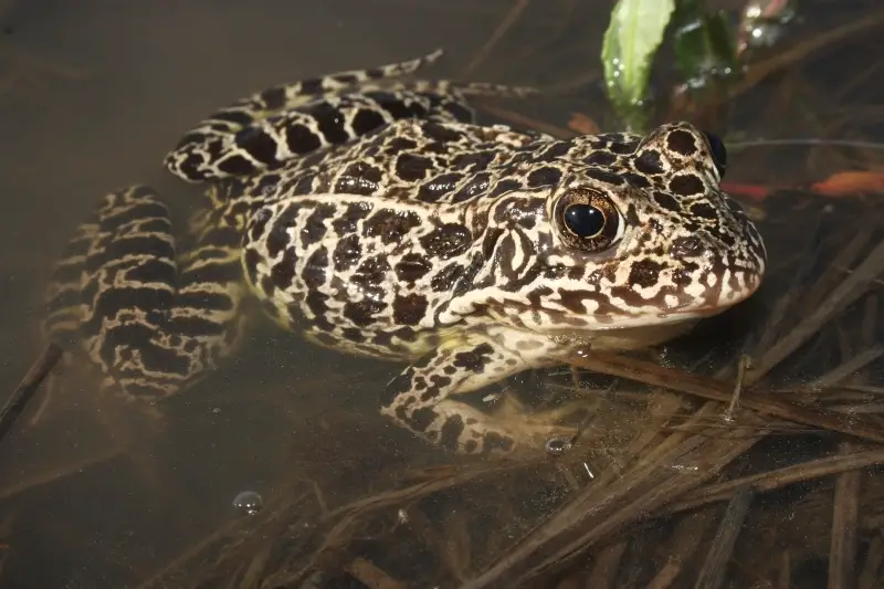 Frogs in Illinois