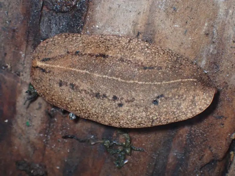 Invasive Snails and Slugs in Hawaiʻi
