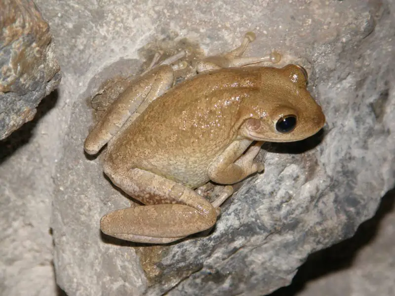 Frogs in Florida
