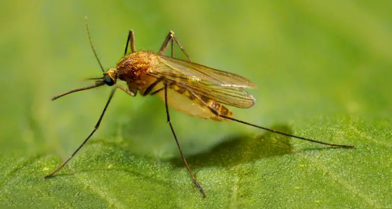 Dangerous or Harmful Bugs in Virginia