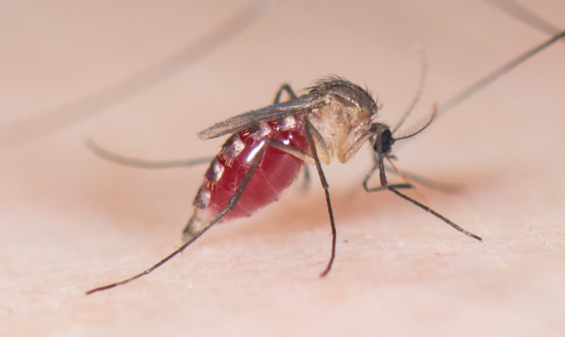 Mosquitoes in Hawaii