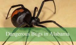 22 Dangerous Bugs in Alabama (With Pictures and Identification)